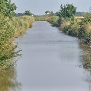 Saint-Laurent-de-la-Prée et les animaux des marais - Saint-Laurent-de-la-Prée - 8