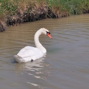 Saint-Laurent-de-la-Prée et les animaux des marais - Saint-Laurent-de-la-Prée - 9