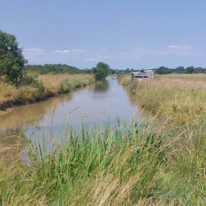 Saint-Laurent-de-la-Prée et les animaux des marais - Saint-Laurent-de-la-Prée - 10