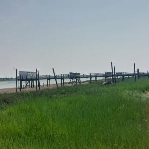 Saint-Laurent-de-la-Prée et les animaux des marais - Saint-Laurent-de-la-Prée - 11