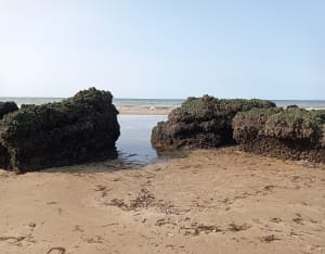Zwarte Koeien Wandeling - Villers-sur-Mer - 44