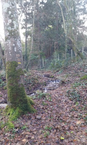 Promenade dans la vallée du Lude - Carolles - 44