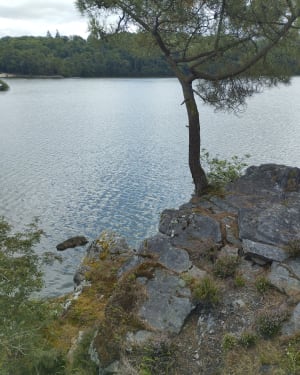 Tour du bois de Caurel - Caurel - 15