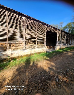 Balade en Forêt des Loges - Saint-Priest-sous-Aixe - 6