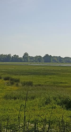 Le Marais de Sougeal - Sougeal - 11