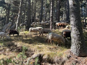 Egat - Font-Romeu - 14