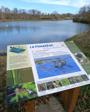 La Pomarede, lac et forêt - La Pomarède - 2