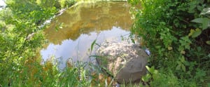 Rando nature sur le Sentier du Peuplier Blanc - Le Tablier - 8