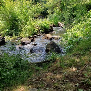Rando nature sur le Sentier du Peuplier Blanc - Le Tablier - 11