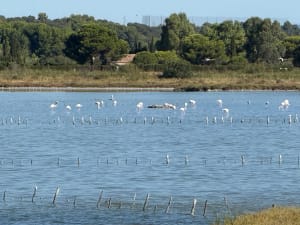 De Mirevalvijver en zijn vogelparadijs - Mireval - 6