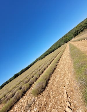 Sentier du museau de la colline - Baudinard-sur-Verdon - 14