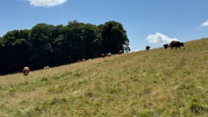 Balade dans la forêt de Montbert à proximité du lac Chauvet - Picherande - 25