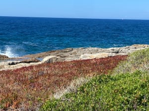 Balade d’Avril, ventée aux plages de Bodre et Ghjunchetu ️ - Corbara - 8