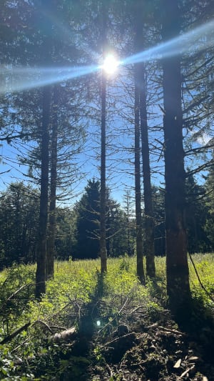 Randonnée entre forêt et alpage au Plateau du Retord - Priscila - 7