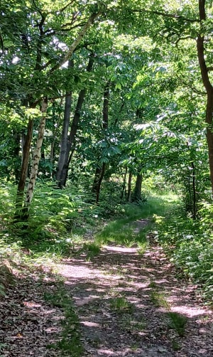 Tourville-la-Rivière, cerisiers et méandre de la Seine - Tourville-la-Rivière - 8