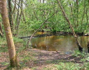 Balade en forêt à Saint Medard - Saint-Médard-en-Jalles - 3