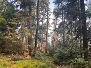 Virée à Dinozé et moment rafraîchissant dans les bois - Dinozé - 3
