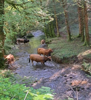 Belle rando autour d'Oncieu - Oncieu - 7
