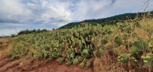 Tour du lac du Salagou, creuset de biodiversité - Celles - 33