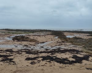 Balade sur l'Herbaudiere - Noirmoutier-en-l'Île - 9