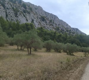 Wandel onder de bomen van de Luberon - Premi - 5