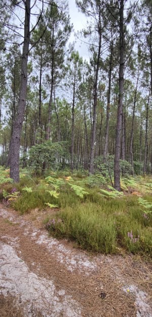 Promenade à l'étang de Forges et forêts cultivées - Thomas - 2