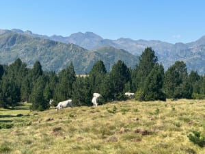 Plateau de Beille - refuge de Piparlan - Albiès - 30