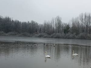 Balade à l’étang de Lamarche sur Saône - Cath - 4