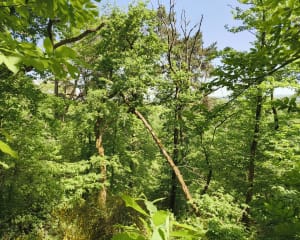 Exploration en forêt de Fontainebleau et nombreux trésors - Fontainebleau - 20