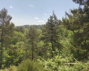 Exploration en forêt de Fontainebleau et nombreux trésors - Fontainebleau - 23