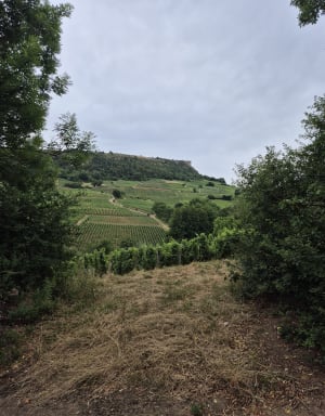 Entre les deux roches de Solutré et Vergisson - Davayé - 11