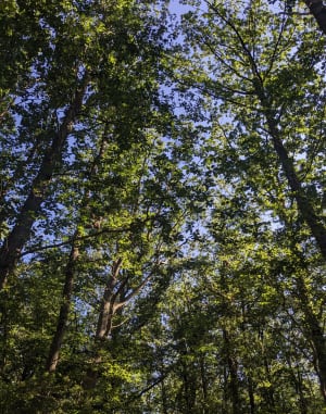 Forêt de Guainville en passant par le Vieux Château - Guainville - 2