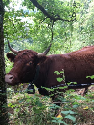 Saint-Simon et ses splendides vues sur les Monts du Cantal - CHRISTOPHE - 6