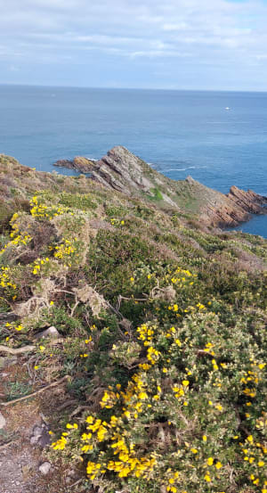 De wilde stranden van Erquy - Erquy - 29