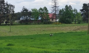 Śmieszka w Bojanie - użytek ekologiczny, krótka pętla - Bojano - 19