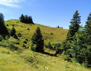 Du col de La Faucille jusqu'au Petit Montrond - La Vieille Faucille, Mijoux - 9