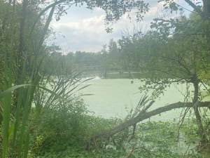 Marais de Cambrin et Annequin - Cuinchy - 12