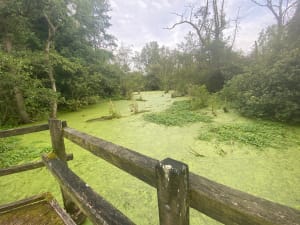 Marais de Cambrin et Annequin - Cuinchy - 13