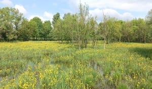 Étang de la Besseye - Villemoirieu - 9