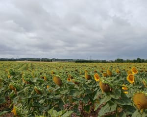 Parcours de la Bataille et La Jarrie - Stéphanie - 3