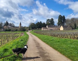 Madone, Givry - Givry - 14
