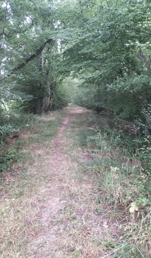 Virée en forêt de Breteuil et rencontres discrètes - Francheville - 6