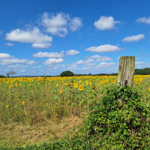 Profiter de la forêt à Argentan - Claire - 9