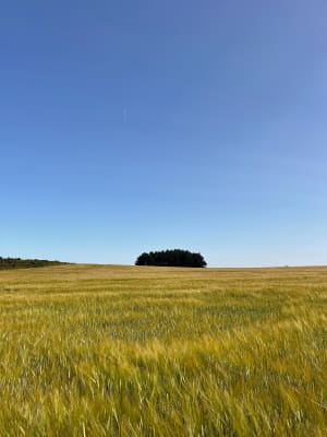 Wandel in Plouézec en bewonder de kliffen van Pointe de Bilfot - Plouézec - 5