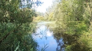 Promenade à Santes et observation des oiseaux - Houplin-Ancoisne - 27