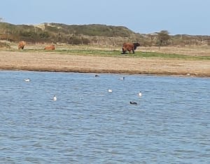 Schitterende wandeling naar Platier D'Oye - Gravelines - 9