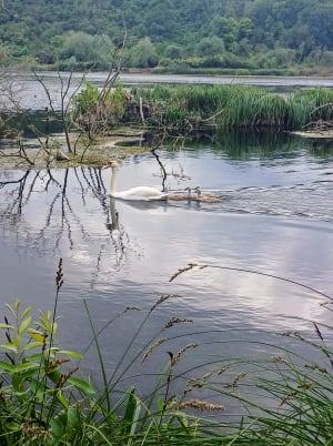 Balade au belvédère de César et Pont Rouge - Chipilly - 12