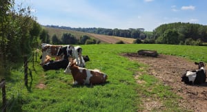 Balade dans les champs à Aulnoy-lez-Valenciennes - Jean phillipe - 5