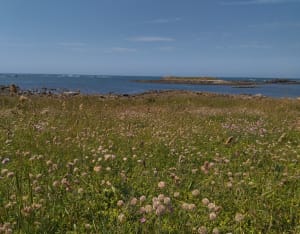 Île de Batz et concentré pur jus de Bretagne - Île de Batz - 19