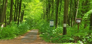 Szczecin - Trasa Rowerowa 20A - Bieszczadzka - Serce Puszczy - Beata - 12